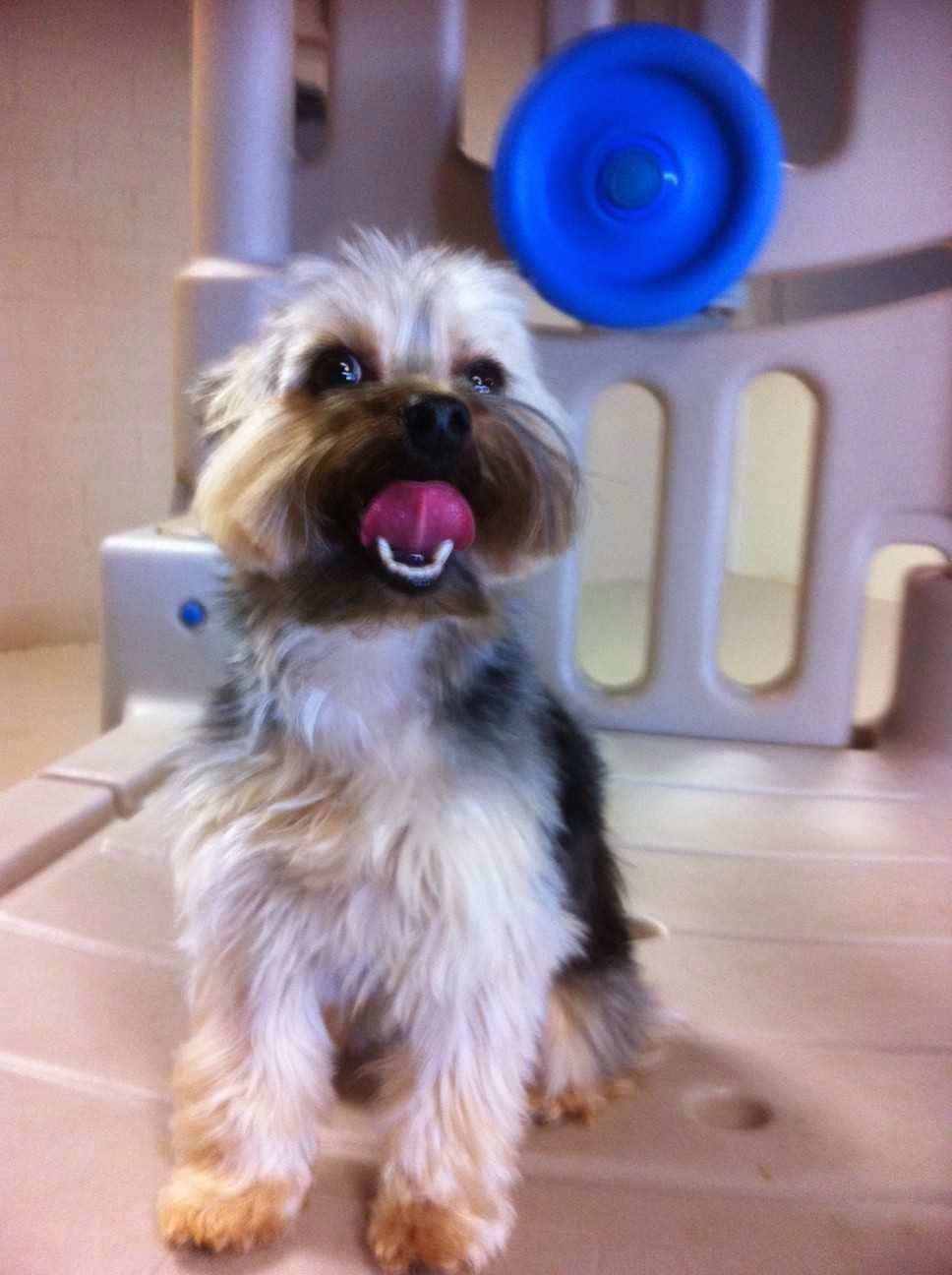 Animal Hospital of Chesterfield | 32179 23 Mile Rd, Chesterfield, MI 48047, USA | Phone: (586) 725-7900