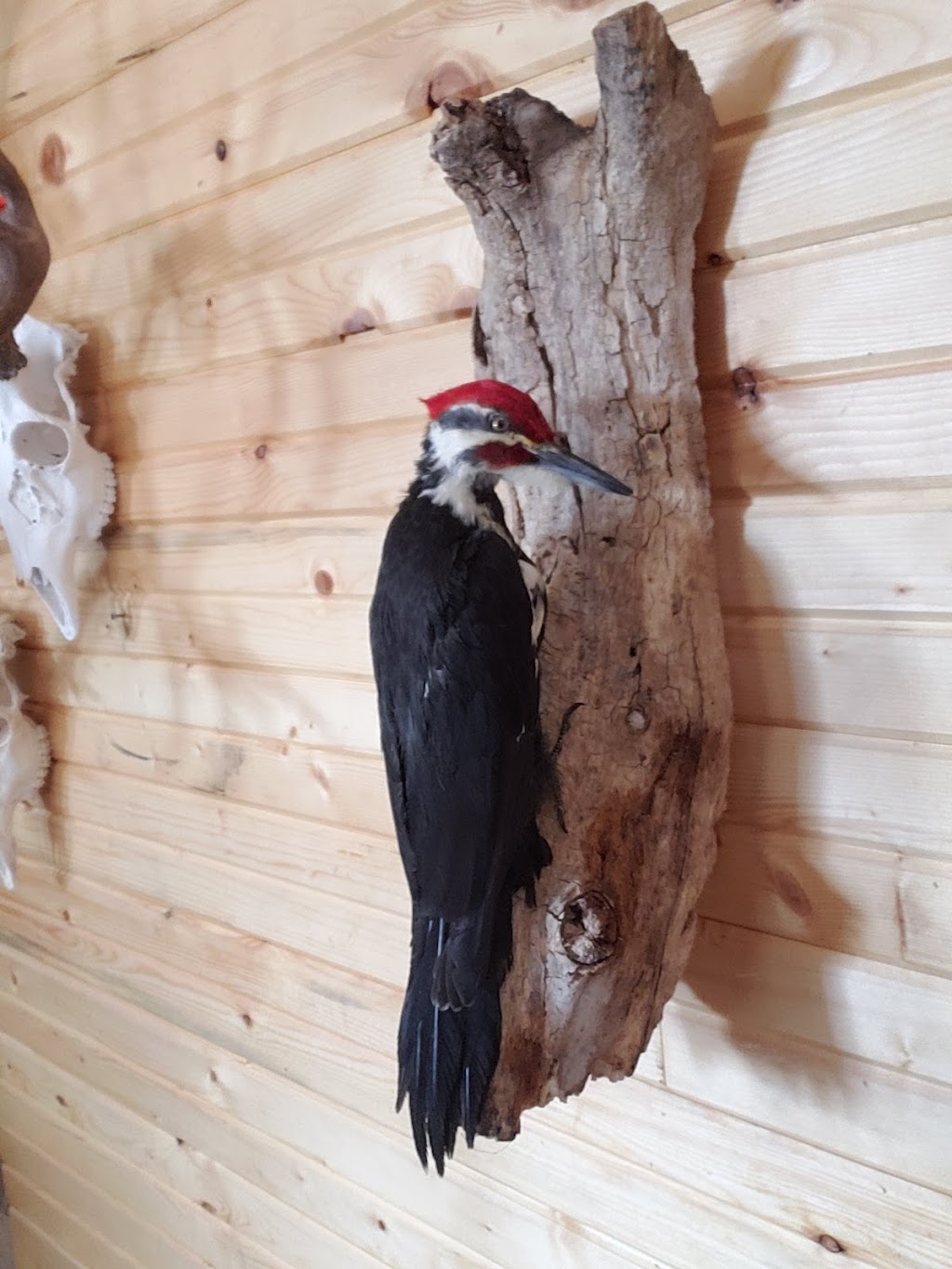 Striga Taxidermy | Mayfair, SK S0M 1S0, Canada | Phone: (306) 240-8028