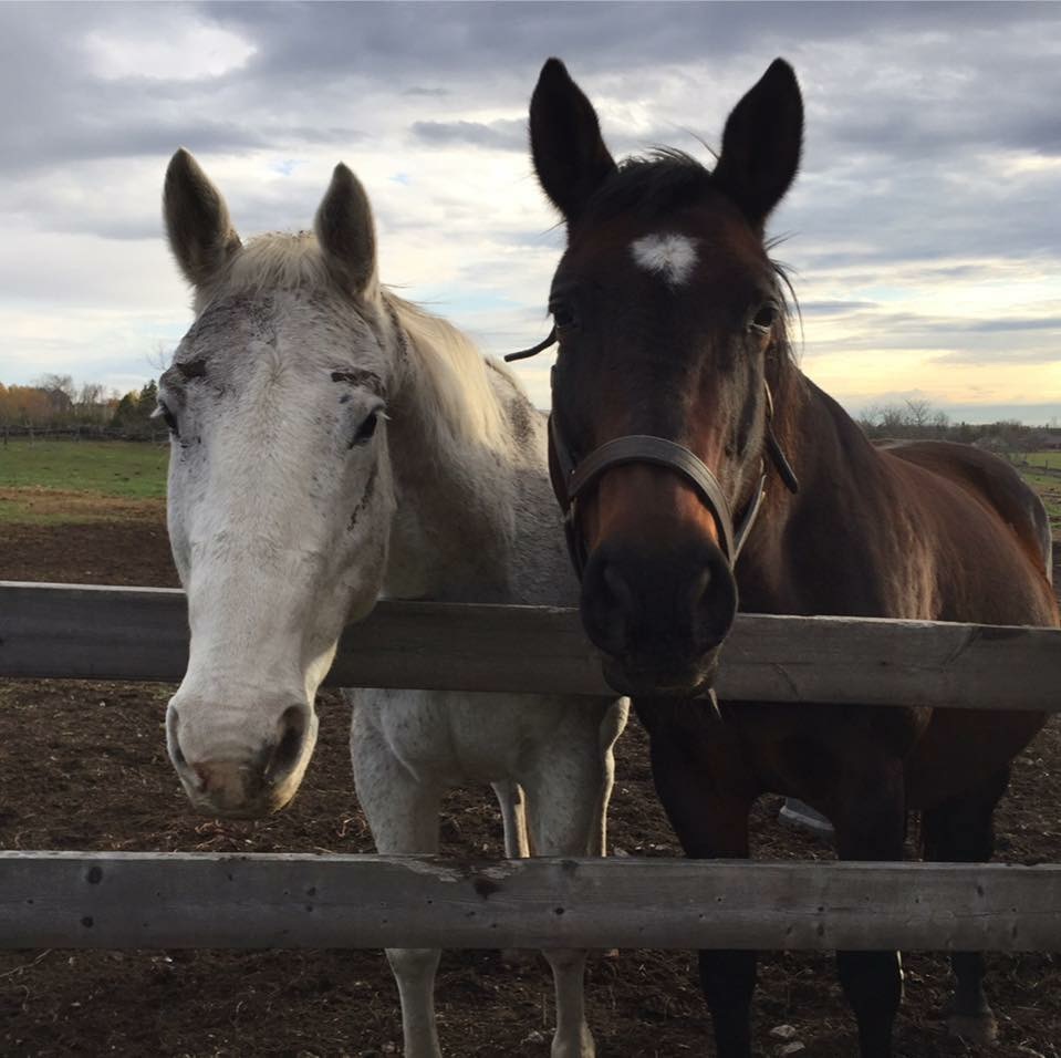 Cause For Applause Farm | 169 Line Rd 5, Warsaw, ON K0L 3A0, Canada | Phone: (705) 750-8871
