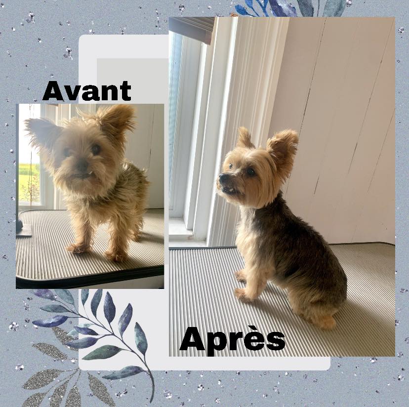 La boîte à 4 pattes | 2385 2e Rang E, Sainte-Croix, QC G0S 2H0, Canada | Phone: (581) 888-6744