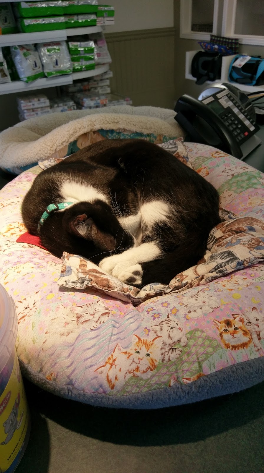 Bytown Cat Hospital | 422 McArthur Av, Ottawa, ON K1K 1G6, Canada | Phone: (613) 741-2460