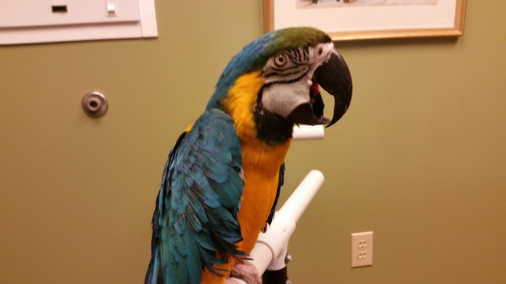 Specialized Care-Avian & Exotic Pets | 10882 Main St, Clarence, NY 14031, USA | Phone: (716) 759-0144
