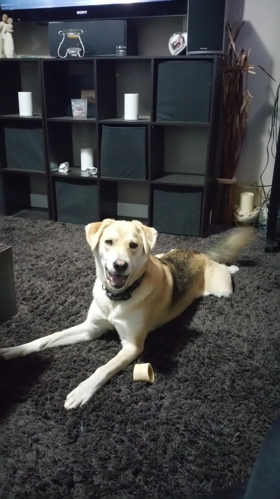 Canine United Professional Dog Services | 5771 180 St, Surrey, BC V3S 4K9, Canada | Phone: (778) 245-4221