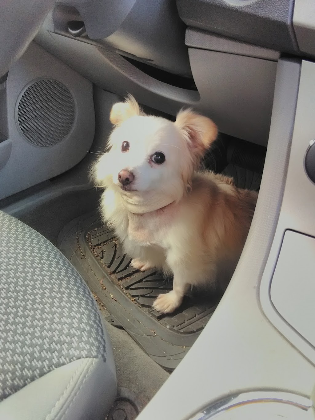 Juan De Fuca Veterinary Clinic | 117-2244 Sooke Rd, Victoria, BC V9B 1X1, Canada | Phone: (250) 478-0422