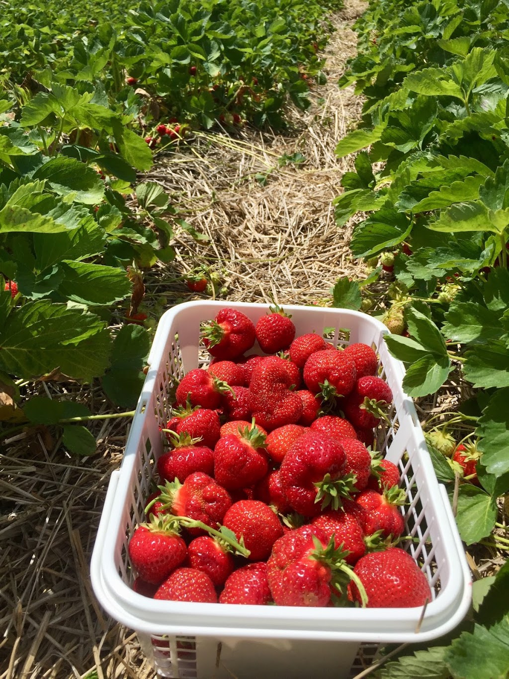 Watson Farms PYO | 2287 Durham Regional Hwy 2, Bowmanville, ON L1C 3K3, Canada | Phone: (905) 623-7252
