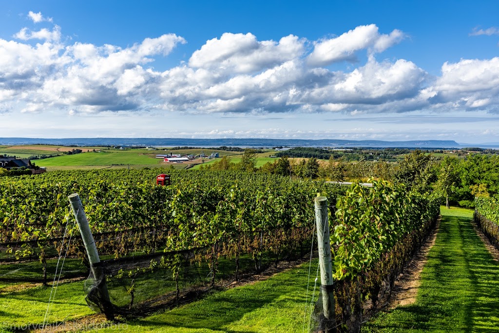 Luckett Vineyards | 1293 Grand Pré Rd, Wolfville, NS B4P 2R3, Canada | Phone: (902) 542-2600