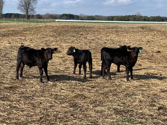 Clear Creek Farms | 14757 Cleeves Line, Highgate, ON N0P 1T0, Canada | Phone: (519) 784-6651