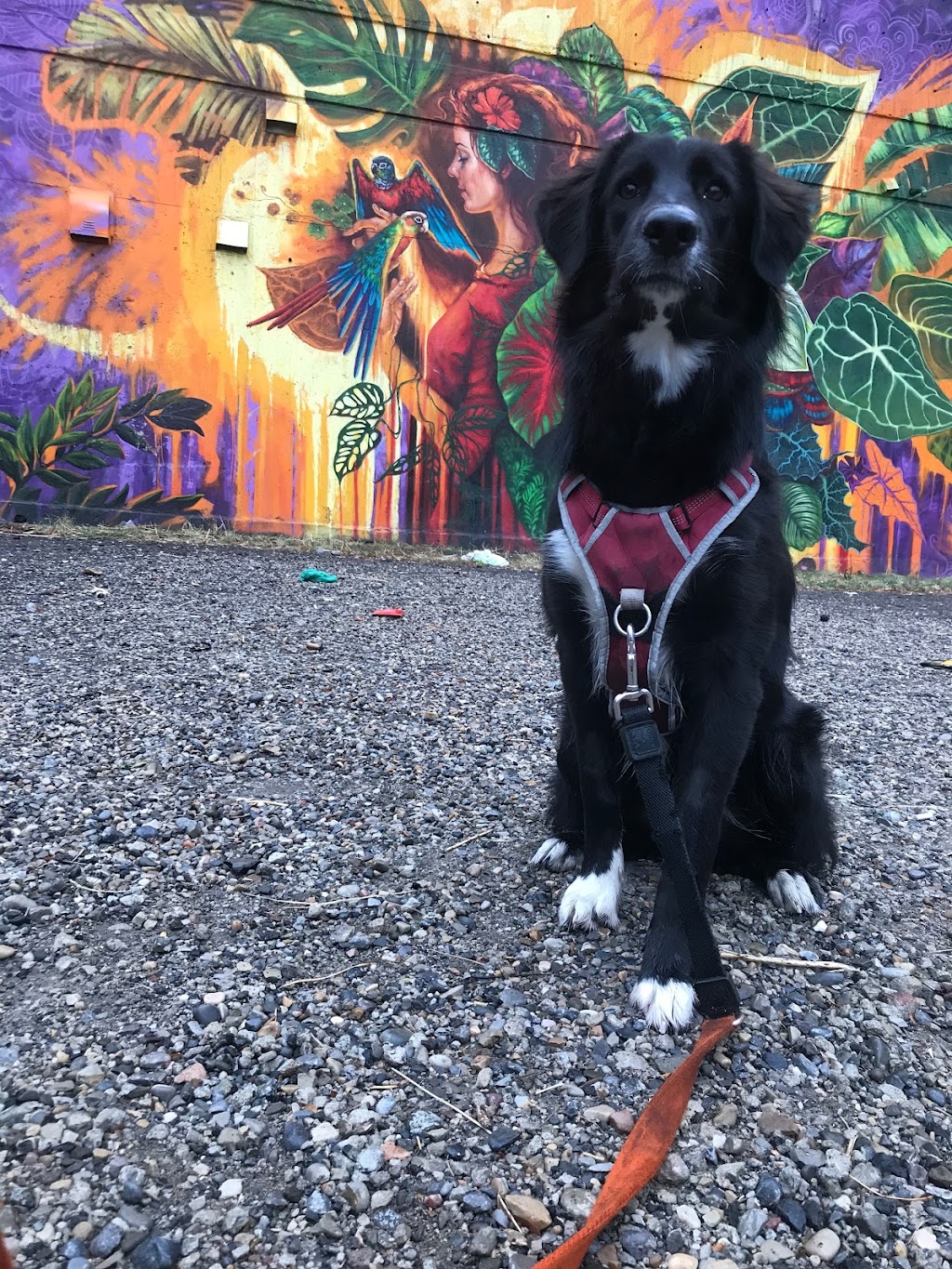 Dogs Of Valhalla | 3707 Kerrydale Rd SW, Calgary, AB T3E 4T3, Canada | Phone: (403) 619-4646