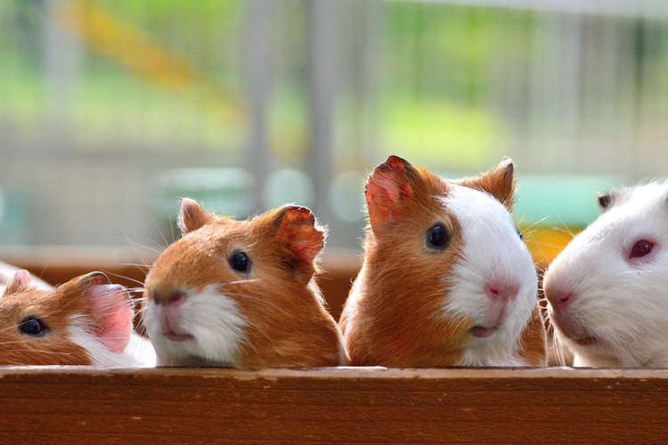 Breslau Animal Hospital | 2057 Victoria St N #3, Breslau, ON N0B 1M0, Canada | Phone: (519) 648-9738