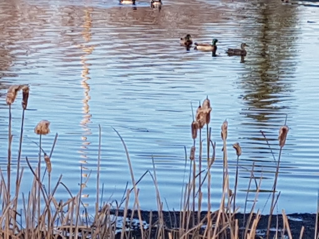 Potter Greens Pond | 1304 Potter Greens Dr NW, Edmonton, AB T5T 6A3, Canada