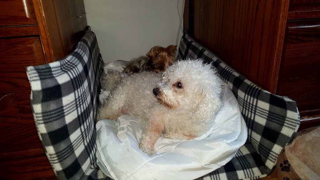 Durham Dog Club | 888 Glen St apartment 420, Oshawa, ON L1J 5Z4, Canada | Phone: (647) 780-1791
