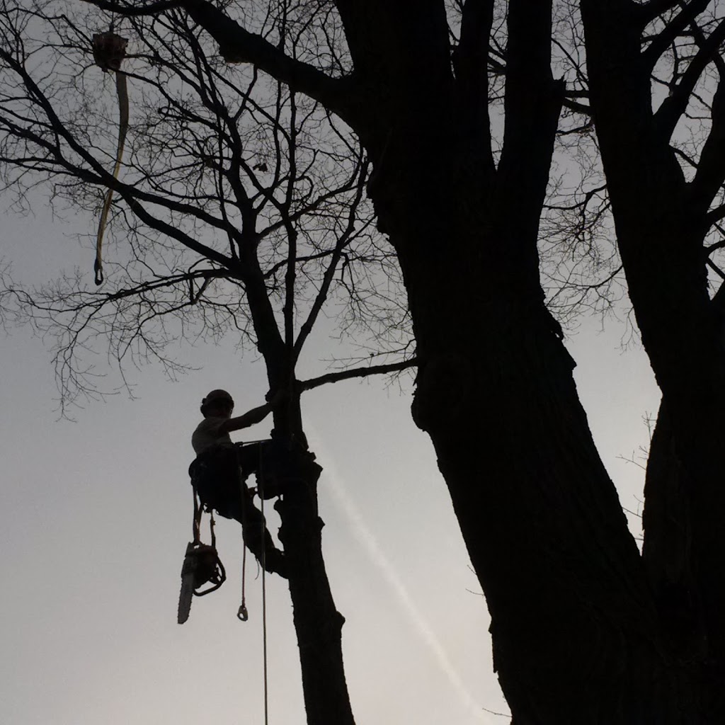 Bissonnette Tree Service | 1175 Haldibrook Rd, Caledonia, ON N3W 1N5, Canada | Phone: (289) 683-5408