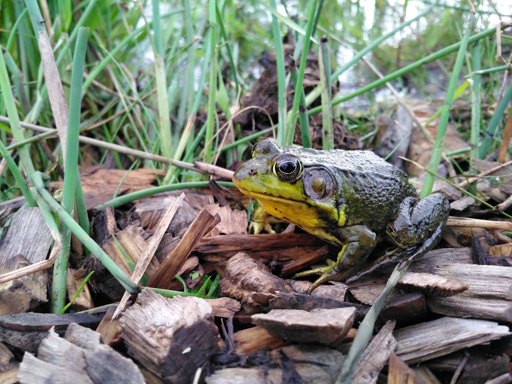 Laurel Creek Nature Centre | 525 Beaver Creek Rd, Waterloo, ON N2V 2L3, Canada | Phone: (519) 885-1368