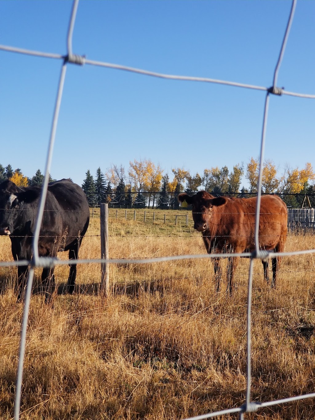 Wheatland Trees Ltd. | 253022, Township Rd 234, AB T0J 1X0, Canada | Phone: (403) 934-2829