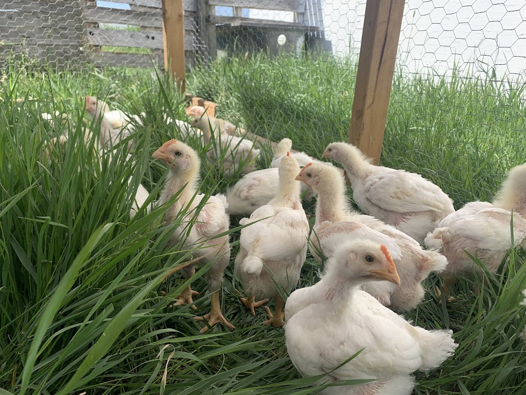 GrothHaus Permaculture | 48537 Range Rd 222, CAMROSE COUNTY, AB T0B 1W0, Canada | Phone: (780) 231-3090