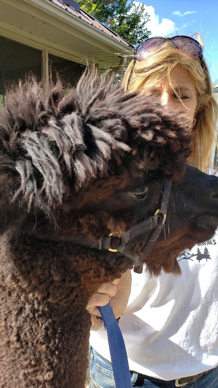 Alpaca Ridge Farms | 152 Smith Rd, Stirling, ON K0K 3E0, Canada | Phone: (705) 928-6773