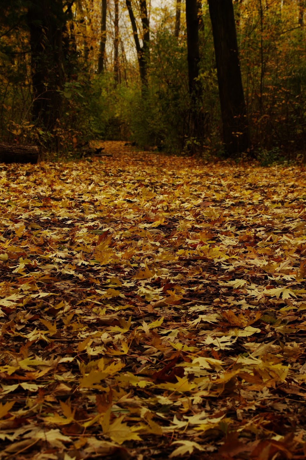 Centennial Forest Park | Milton, ON L9T 5X3, Canada