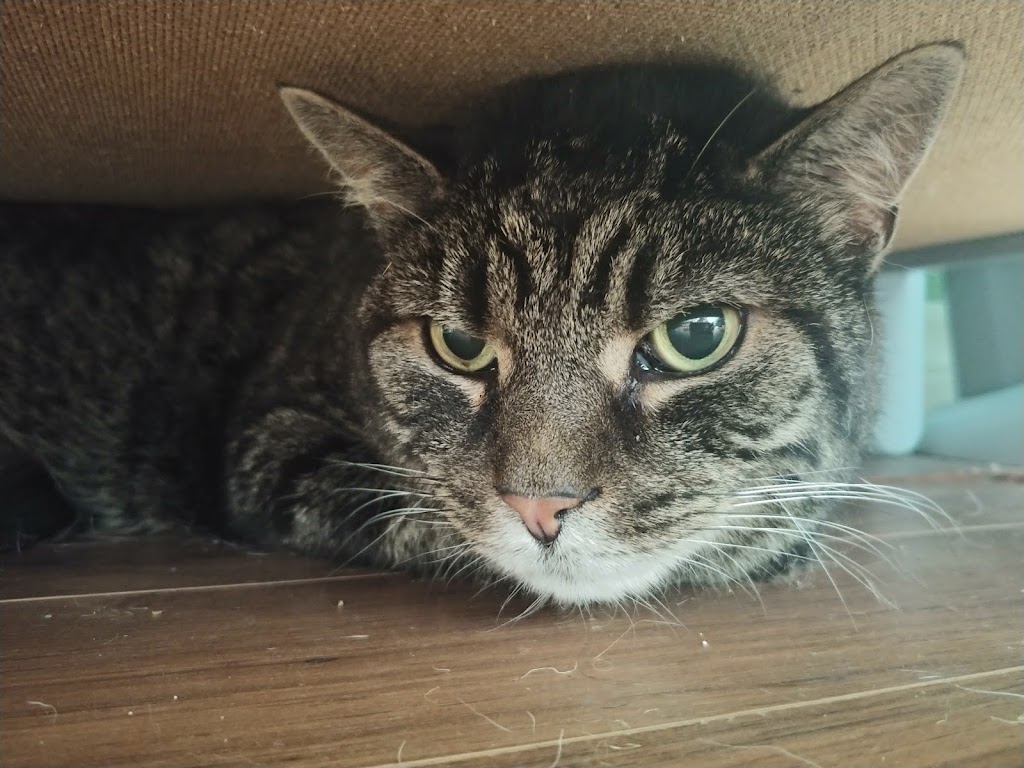 Upper Credit Humane Society | 5383 Trafalgar Rd, Erin, ON N0B 1T0, Canada | Phone: (519) 833-2287