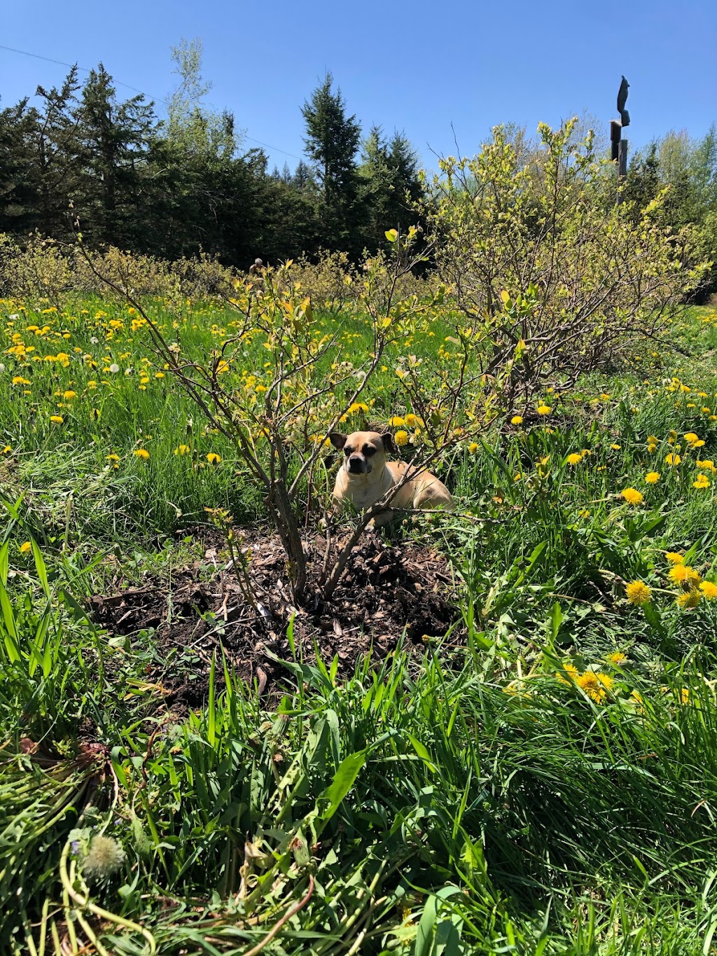Jardins un brin de folie | 154 Chem. Beaudoin N, Durham-Sud, QC J0H 2C0, Canada | Phone: (418) 264-0143