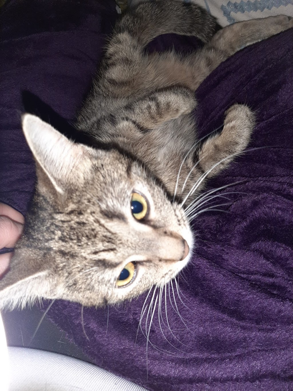 Windsor/Essex County Humane Society | 1375 Provincial Rd, Windsor, ON N8W 5V8, Canada | Phone: (519) 966-5751