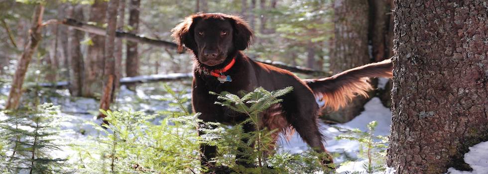 Roaming Rovers Dog Kennels Inc. | 265 Holland Rd, Fletchers Lake, NS B2T 1A1, Canada | Phone: (902) 497-5191