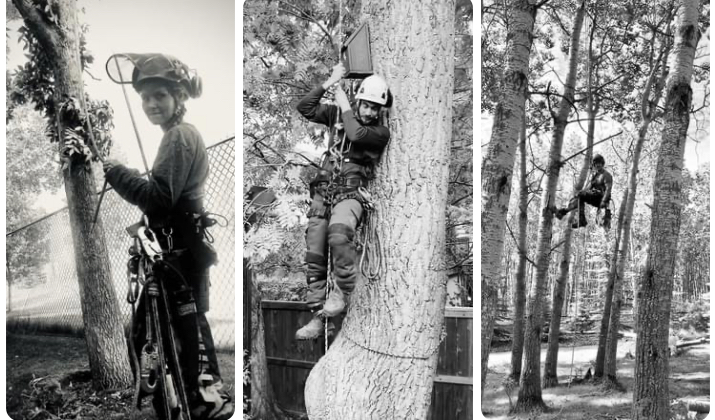 Tundra Tree Care | 1055 72 Ave NW, Calgary, AB T2K 5S4, Canada | Phone: (587) 888-6656