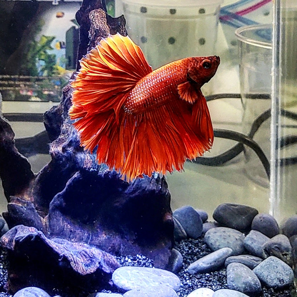 Magical Aquarium Club | 1911 Kennedy Rd unit 108, Scarborough, ON M1P 2L9, Canada | Phone: (416) 297-0010