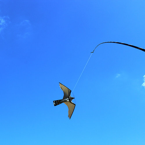 Hawk Kite Sales | 9800 Giants Head Rd, Summerland, BC V0H 1Z7, Canada | Phone: (250) 404-0318