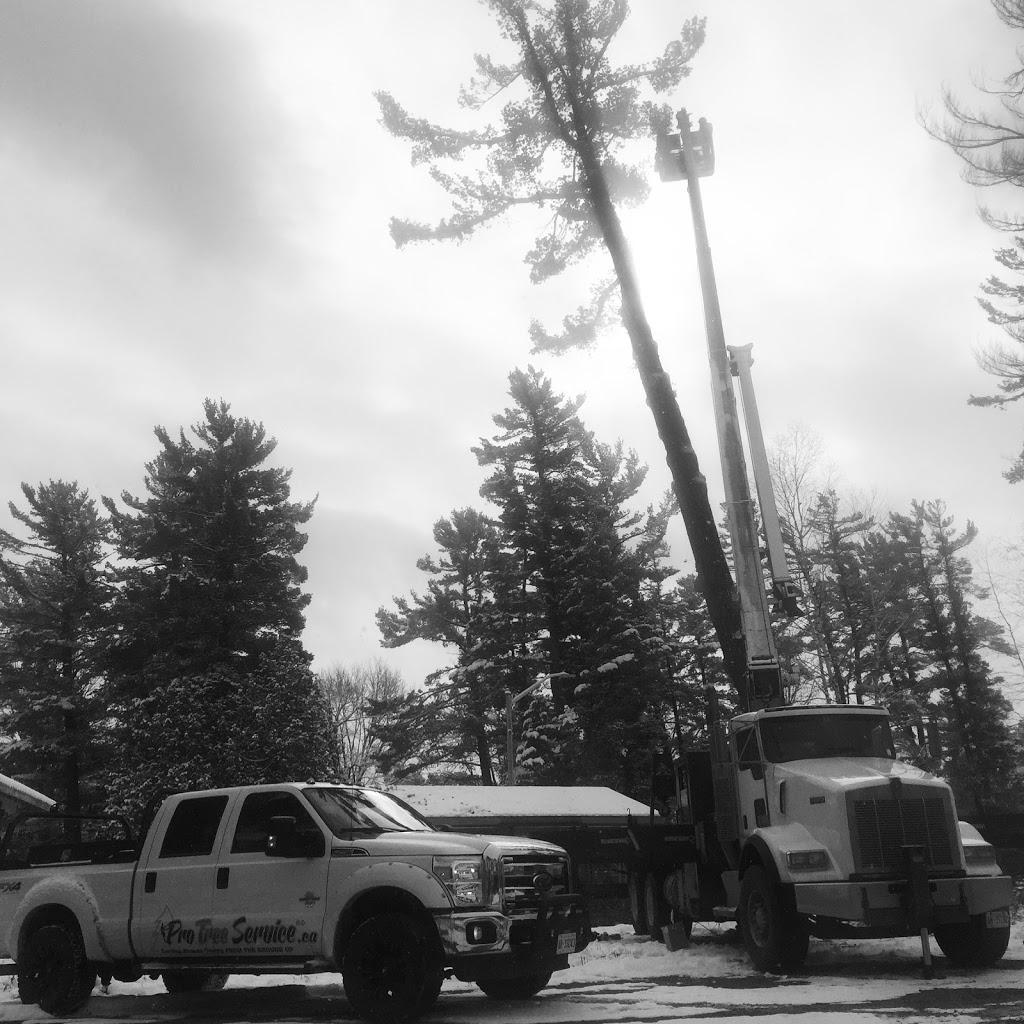 Pro Tree Service | 8071 4 Line, Angus, ON L0M 1B0, Canada | Phone: (705) 424-1141