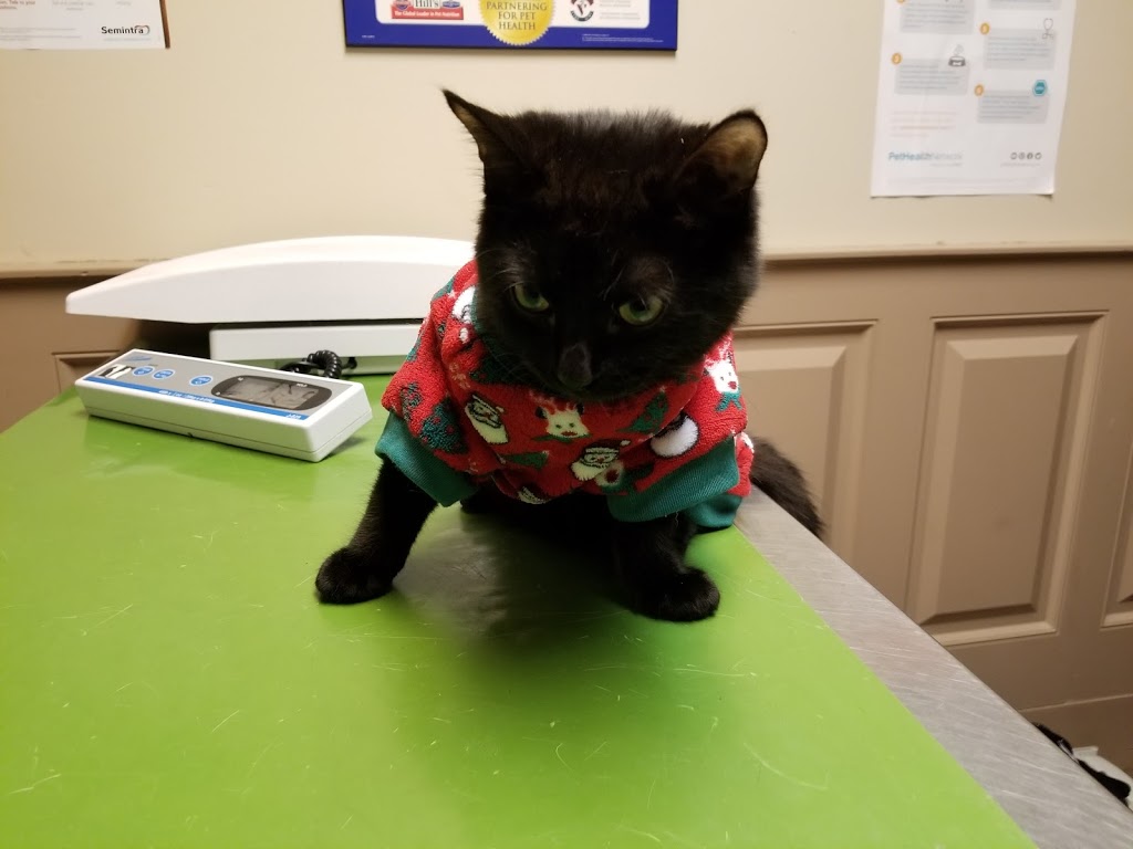 Belleway Veterinary Hospital | 6833 Highway 62 North, Belleville, ON K8N 4Z5, Canada | Phone: (613) 969-0537