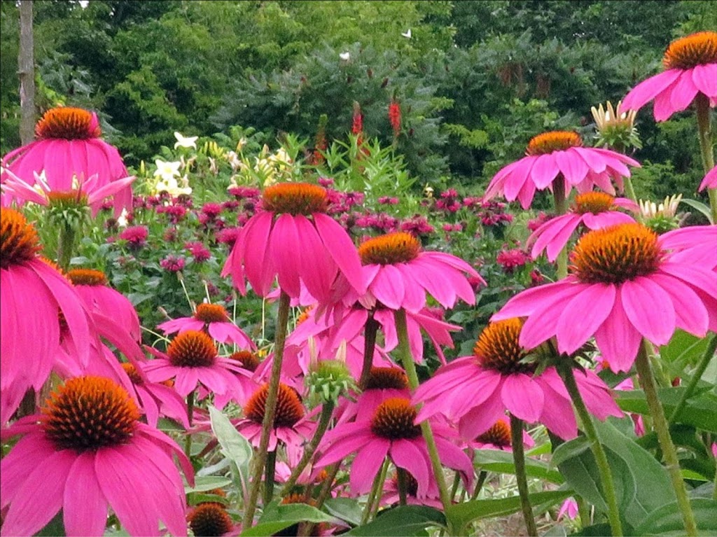 Quinte Botanical Gardens | 664 Glen Ross Rd, Frankford, ON K0K 2C0, Canada | Phone: (613) 398-0402