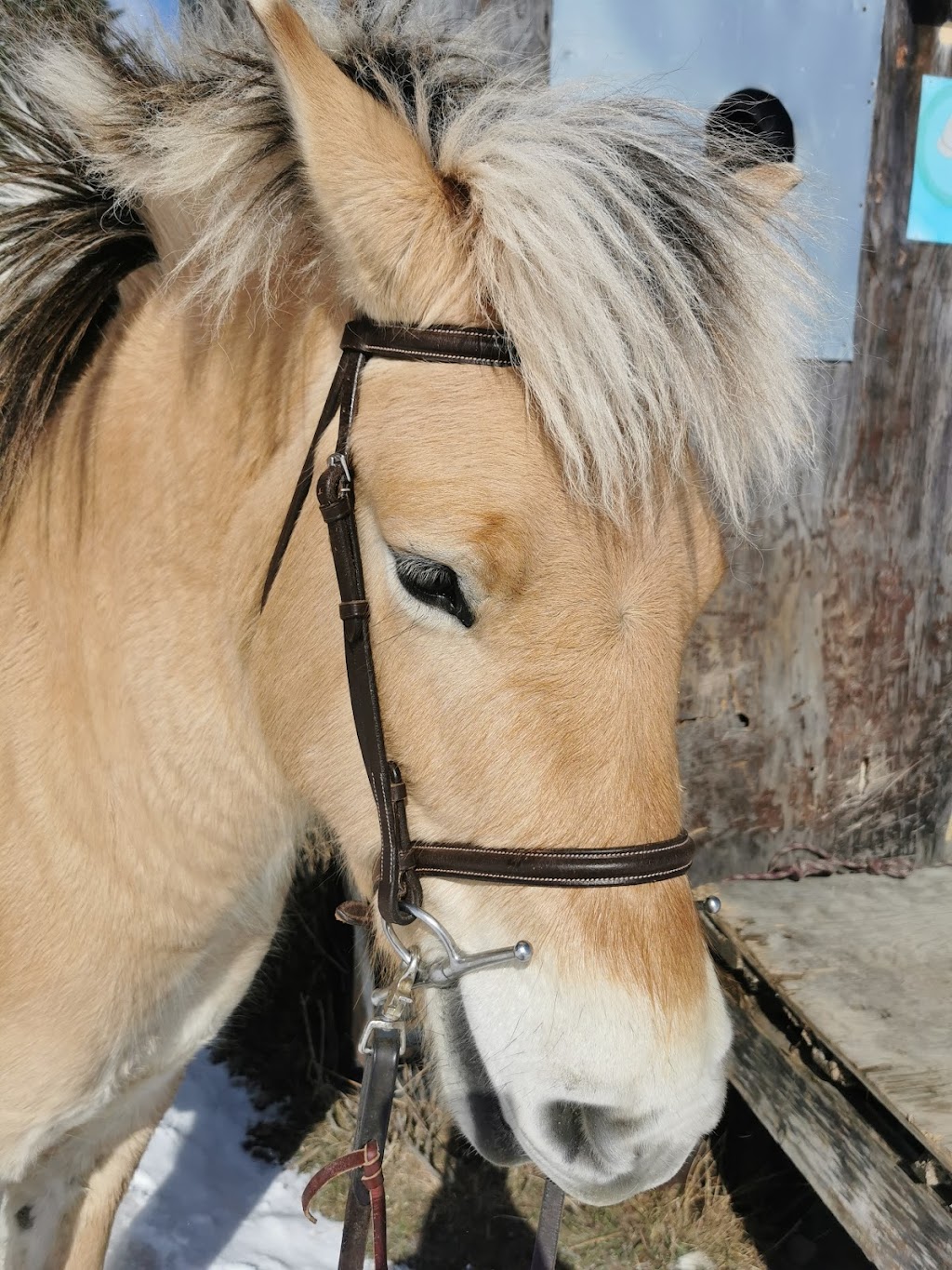 Area Equestrian Boisvert | 265 Chem. Principal, Lac-Drolet, QC G0Y 1C0, Canada | Phone: (418) 633-1816