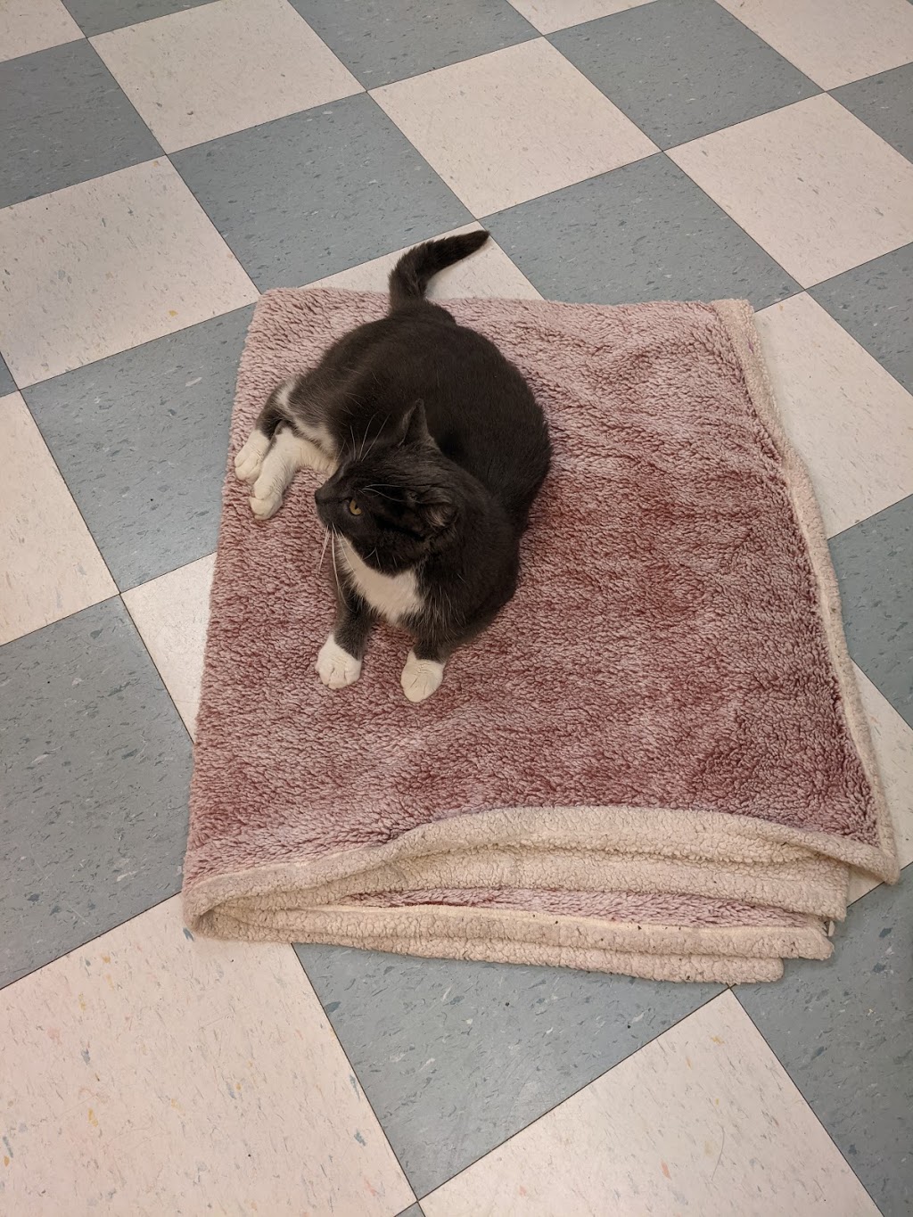 BC SPCA Richmond Education & Adoption Centre | 7791 Steveston Hwy, Richmond, BC V7A 1W8, Canada | Phone: (604) 277-3100