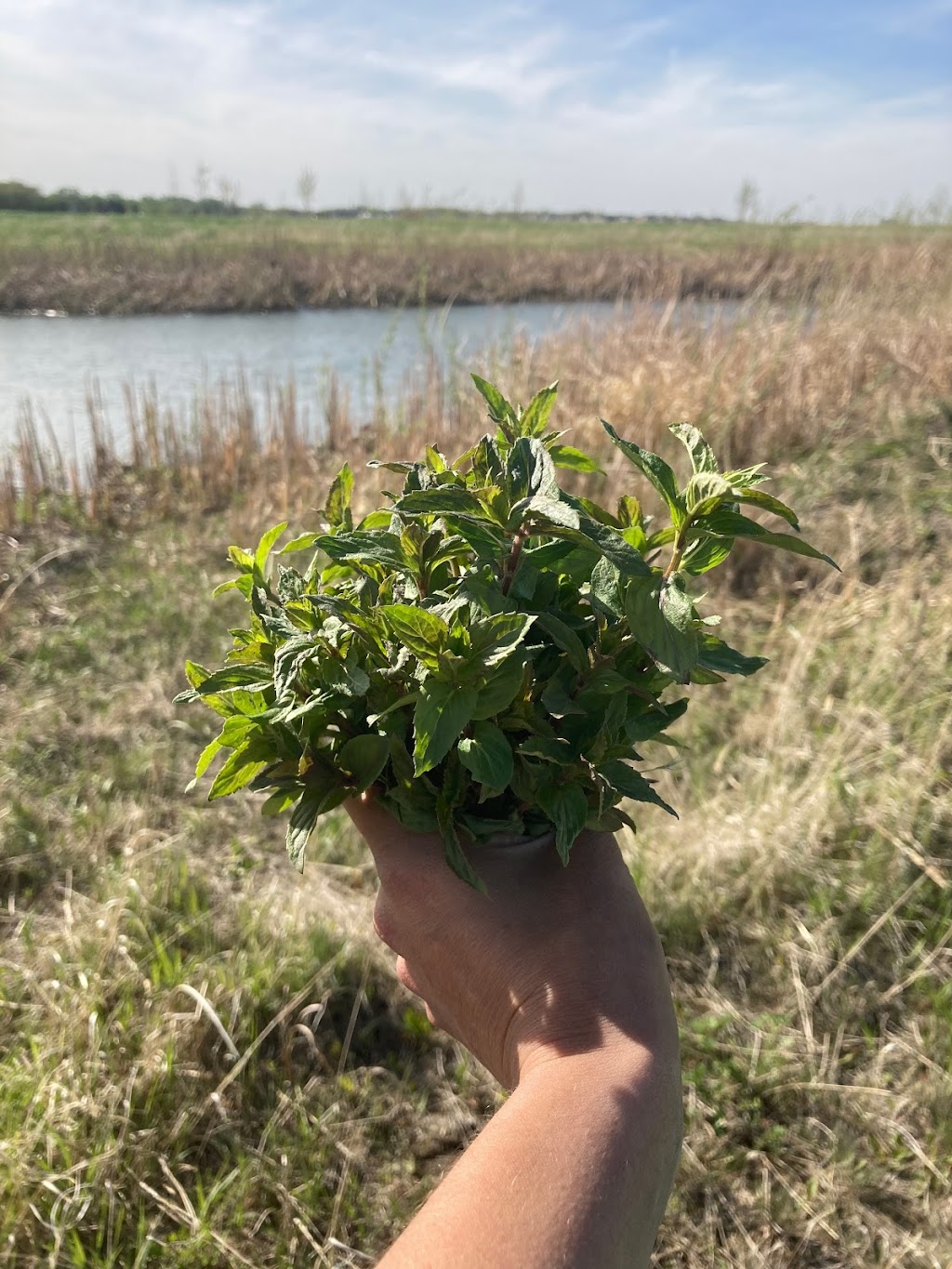 Blue Lagoon Organics Farm | 1A3 781, MB-26, Saint François Xavier, MB R4L 1A2, Canada | Phone: (204) 864-2277