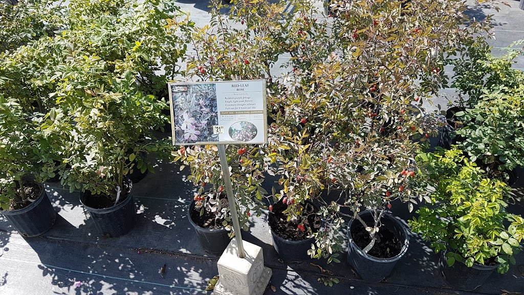 Morden Nurseries & Garden Centre | Morden, MB R6M 1B2, Canada | Phone: (204) 325-2254