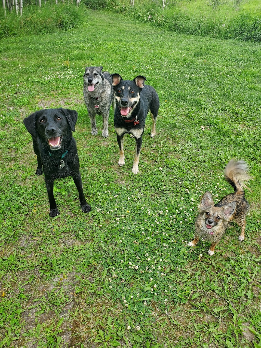 Paws A While Boarding Kennel | 51024 Range Rd 200 #40, Alberta T0B 4J1, Canada | Phone: (780) 662-4878