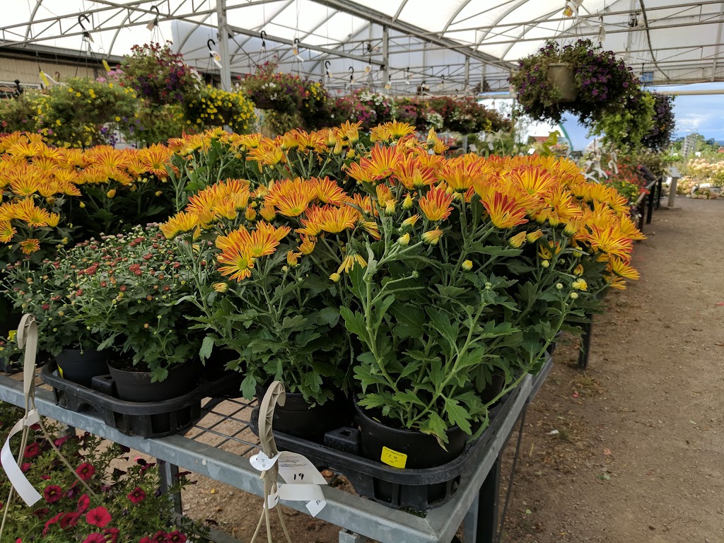 Ridgeview Fruit Market & Garden Centre | 5699 King St, Beamsville, ON L0R 1B3, Canada | Phone: (905) 945-1713