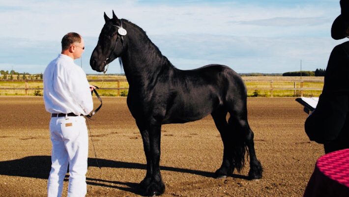 Baroque Friesian Ranch | Site 114 comp 20 RR 1, 4001 Ste Anne Trail, Alberta Beach, AB T0E 0A1, Canada | Phone: (403) 813-6691