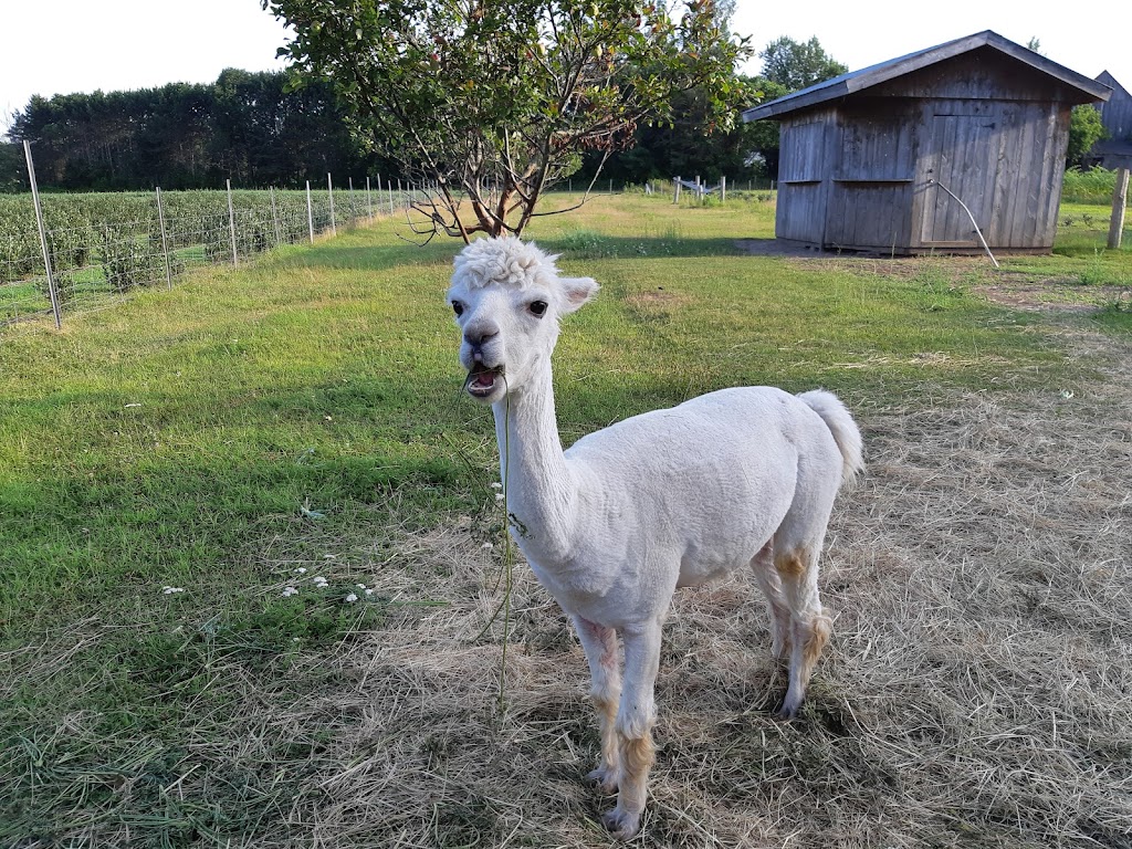 Ferme Jacques et Ginette Trépanier et fils, inc. | 440 QC-323, Papineauville, QC J0V 1R0, Canada | Phone: (819) 983-1639