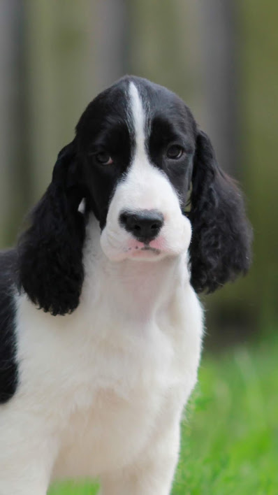 Trojh English Springer Spaniels | 757 Arthur St, Ayton, ON N0G 1C0, Canada | Phone: (519) 665-7488