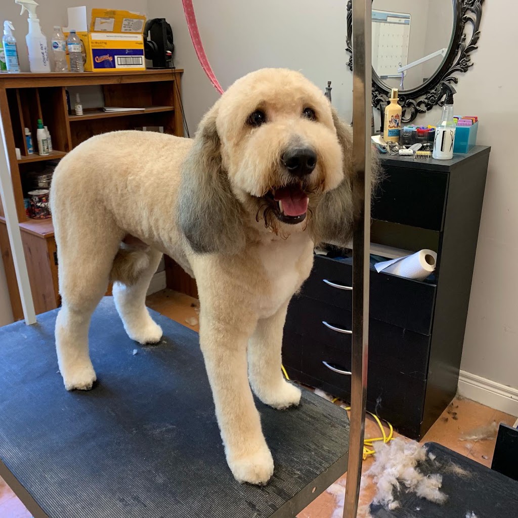 Diva Dog Pet Grooming | 4424 Victoria Rd S, Puslinch, ON N0B 2J0, Canada | Phone: (519) 821-0444
