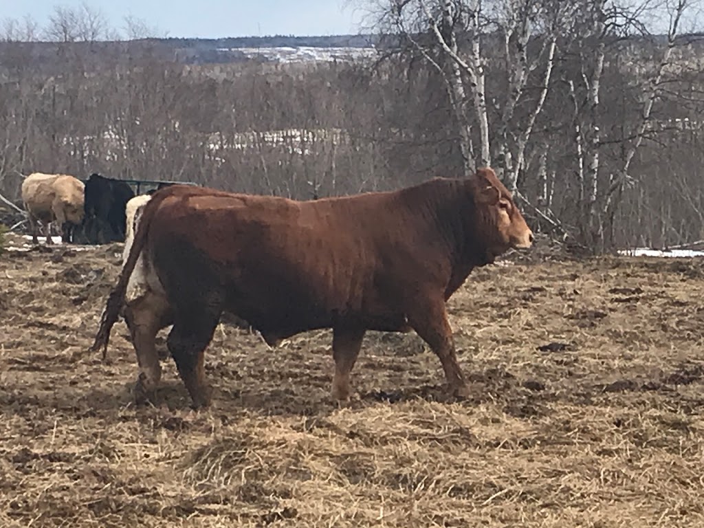 Collette Livestock 486 Chemin St Lazare, SainteMariedeKent, NB E4S