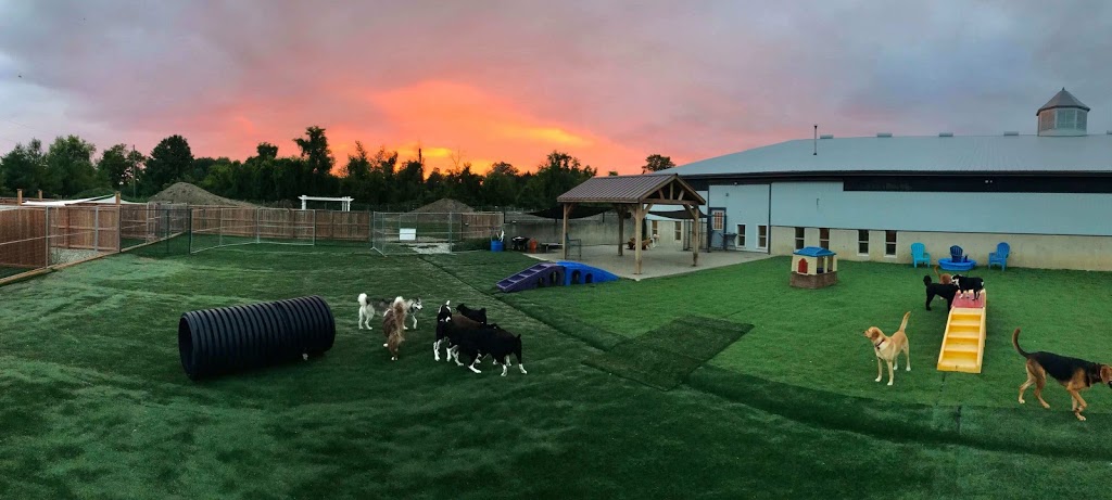 The Fox and Hound Canine Retreat | 2437 Michigan Line, Brights Grove, ON N0N 1C0, Canada | Phone: (519) 542-0070