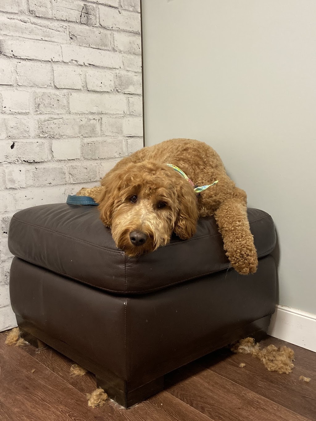 Dainty Dogs Spa Ltd. | 206 21252 Twp Rd 540, Ardrossan, AB T8G 2A1, Canada | Phone: (780) 243-7701