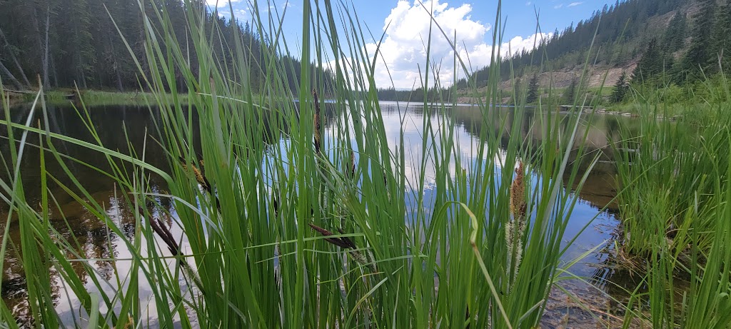 Beaverdam Provincial Recreation Area | Range Rd 145A, Clearwater County, AB T0M 2H0, Canada | Phone: (855) 721-3975