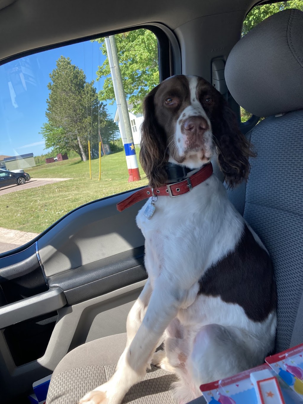 Seaside Grooming | 1395 NB-133, Grand-Barachois, NB E4P 8C8, Canada | Phone: (506) 533-9879