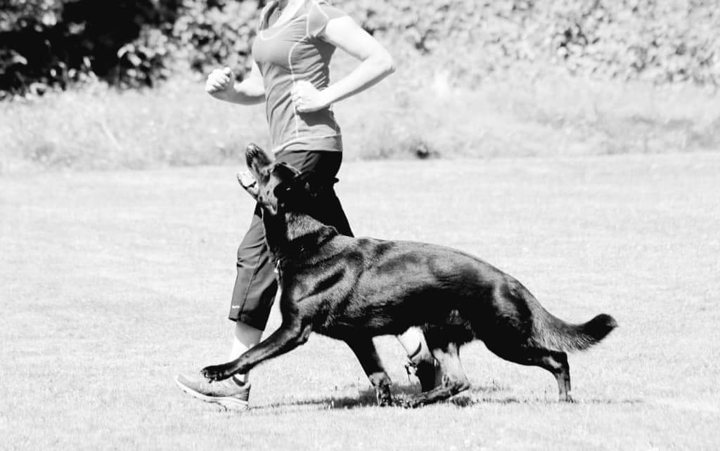Canine daredevils academy | 42 R. Julie, Coteau-du-Lac, QC J0P 1B0, Canada | Phone: (438) 862-9033