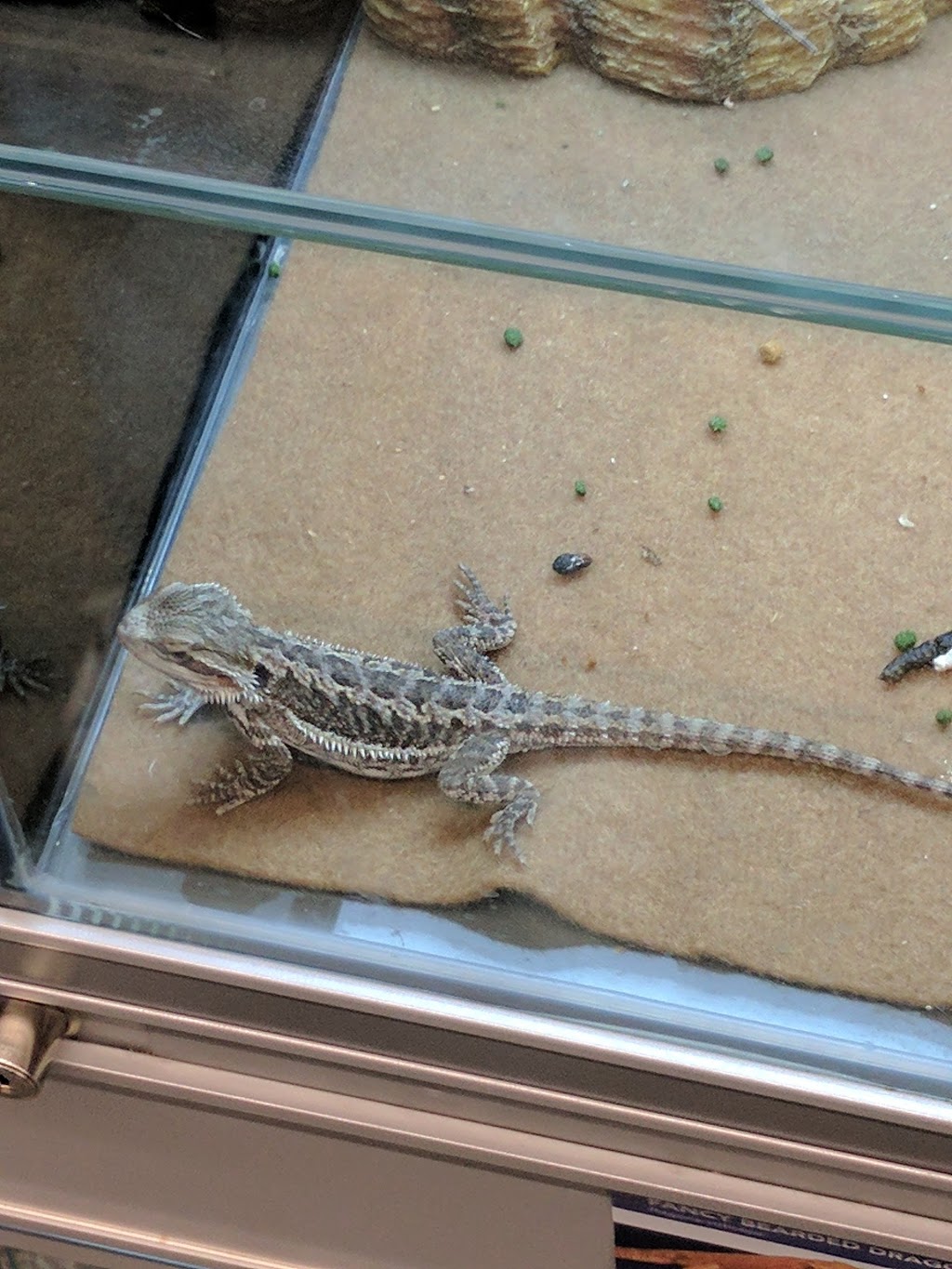 PetSmart | 915 St Albert Trail Unit 115, St. Albert, AB T8N 4K6, Canada | Phone: (780) 470-3045