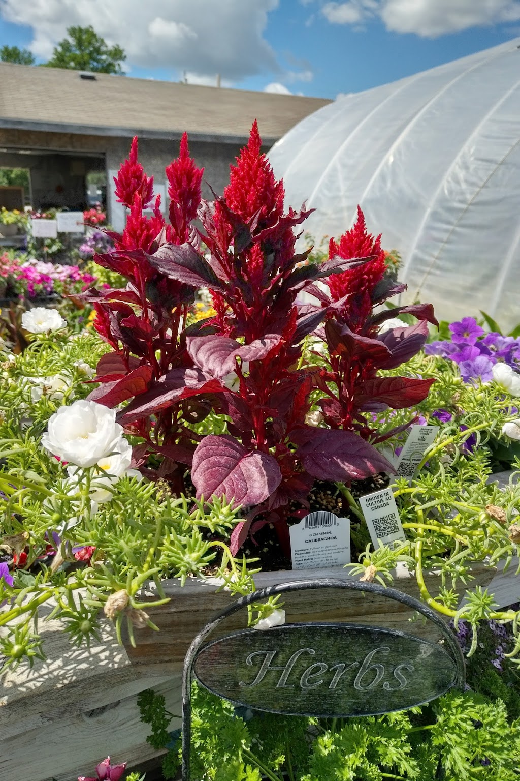 Interlake Garden Center | 287 Quarter Mile Road, 10353 #9 Highway, Winnipeg Beach, MB R0C 3G0, Canada | Phone: (204) 389-3200