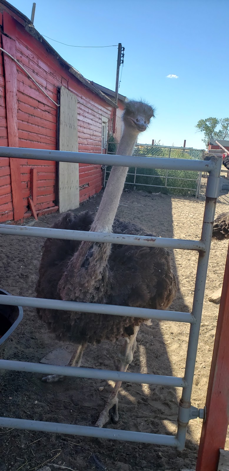 Free to be Me Animal Sanctuary | Moose Jaw No. 161, SK S0H 0N0, Canada | Phone: (306) 684-2231